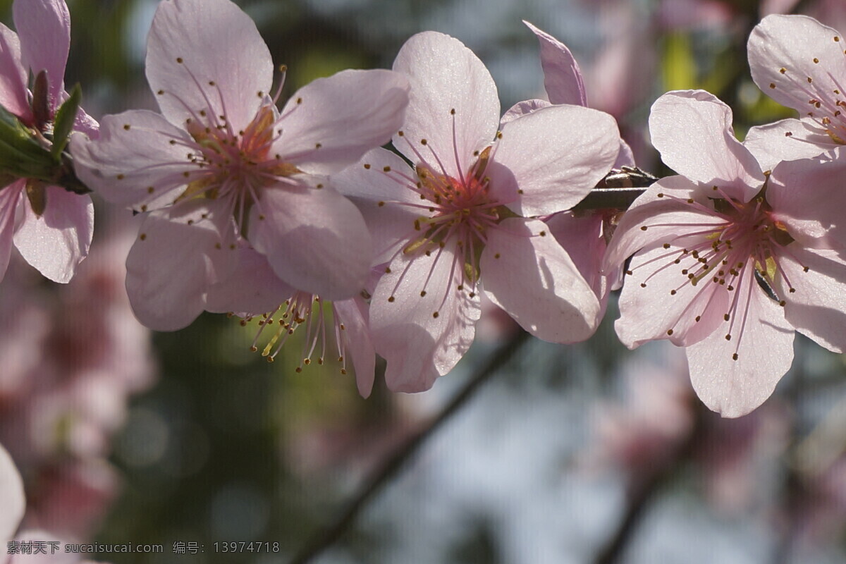 春天 里 桃花 花草 花朵 开花 生物世界 春天里的桃花 粉红色的桃花 psd源文件
