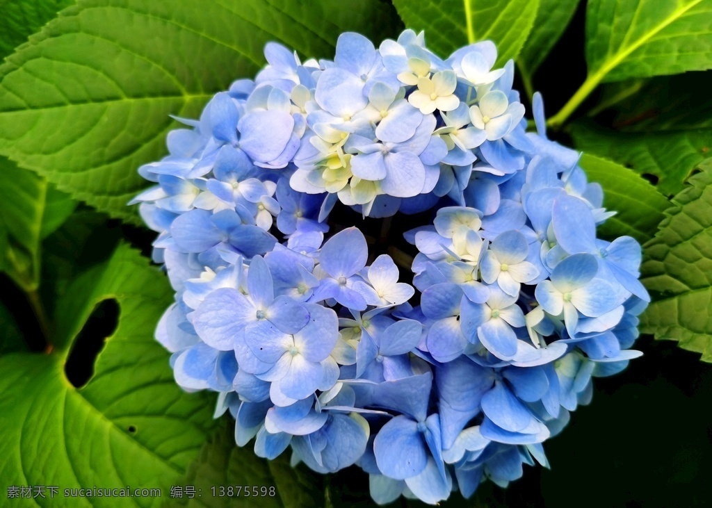 绣球花 八仙花 山绣球 希望 爱情 粉团花 紫绣球 紫阳花 绣球 美满 花卉 花草 花瓣 草绣球 虎耳草 鲜花 紫色花 紫花 紫色 园林 浪漫 生物世界
