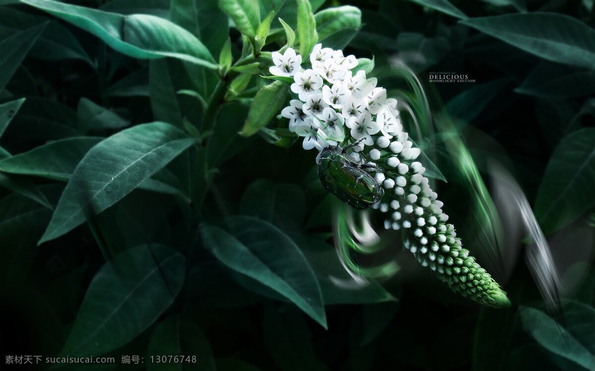 鲜花 鲜花背景 高清鲜花 花 花背景 唯美 唯美背景 花朵 玫瑰 rose 石榴花 芙蓉花 荷花 栀子花 山茶花 茶梅花 桃花 樱花 杏花 梨花 月季花 玫瑰花 茉莉花 蔷薇花 迎春花 海棠花 兰花 桂花 菊花 梅花 丁香花 金银花 凌霄花 水仙花 那些花儿 生物世界 花草