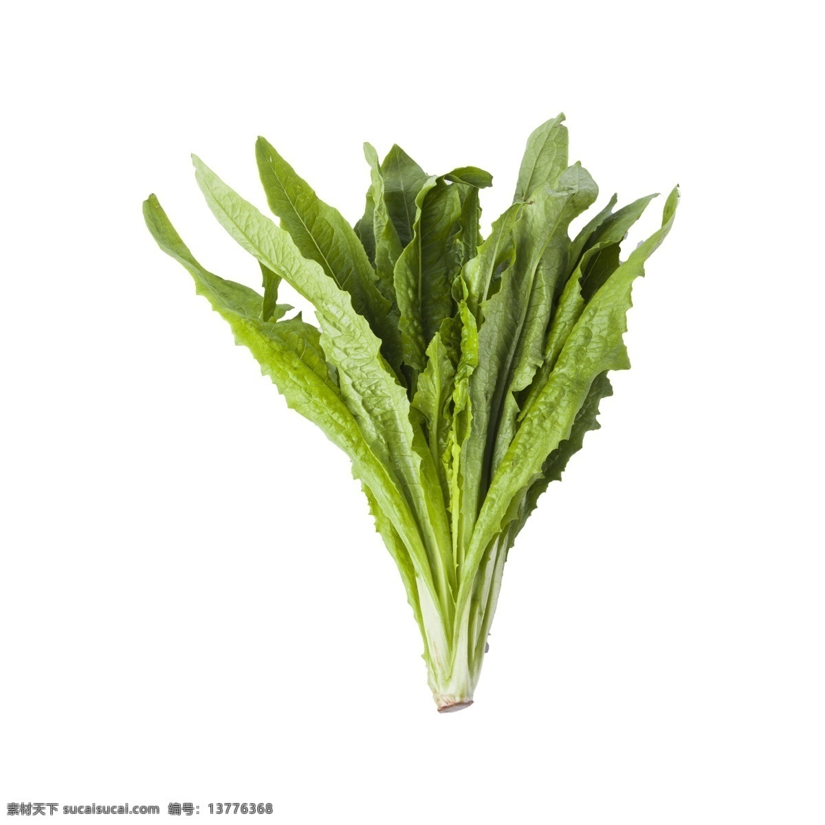 油麦 菜 免 抠 油麦菜 蔬菜 植物 绿叶菜 实物 拍摄 绿叶 绿色 油麦菜免抠 维生素 营养