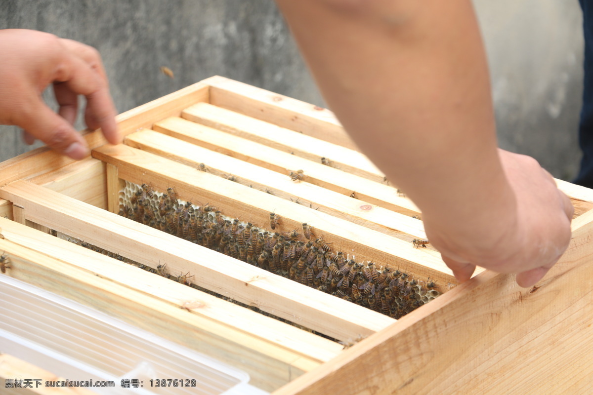 蜂箱养蜂图片 蜂箱 养蜂 杨蜂场 蜜蜂 养殖 风景拍摄 自然景观 田园风光