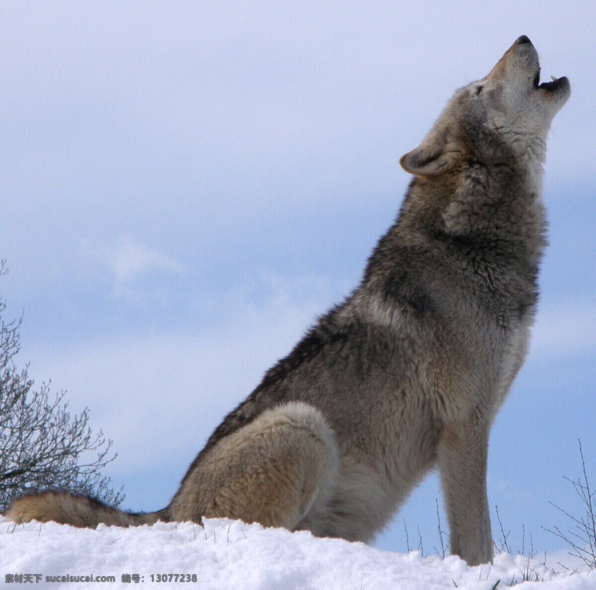 野狼 狼群 野兽 野生动物 保护动物 生物世界