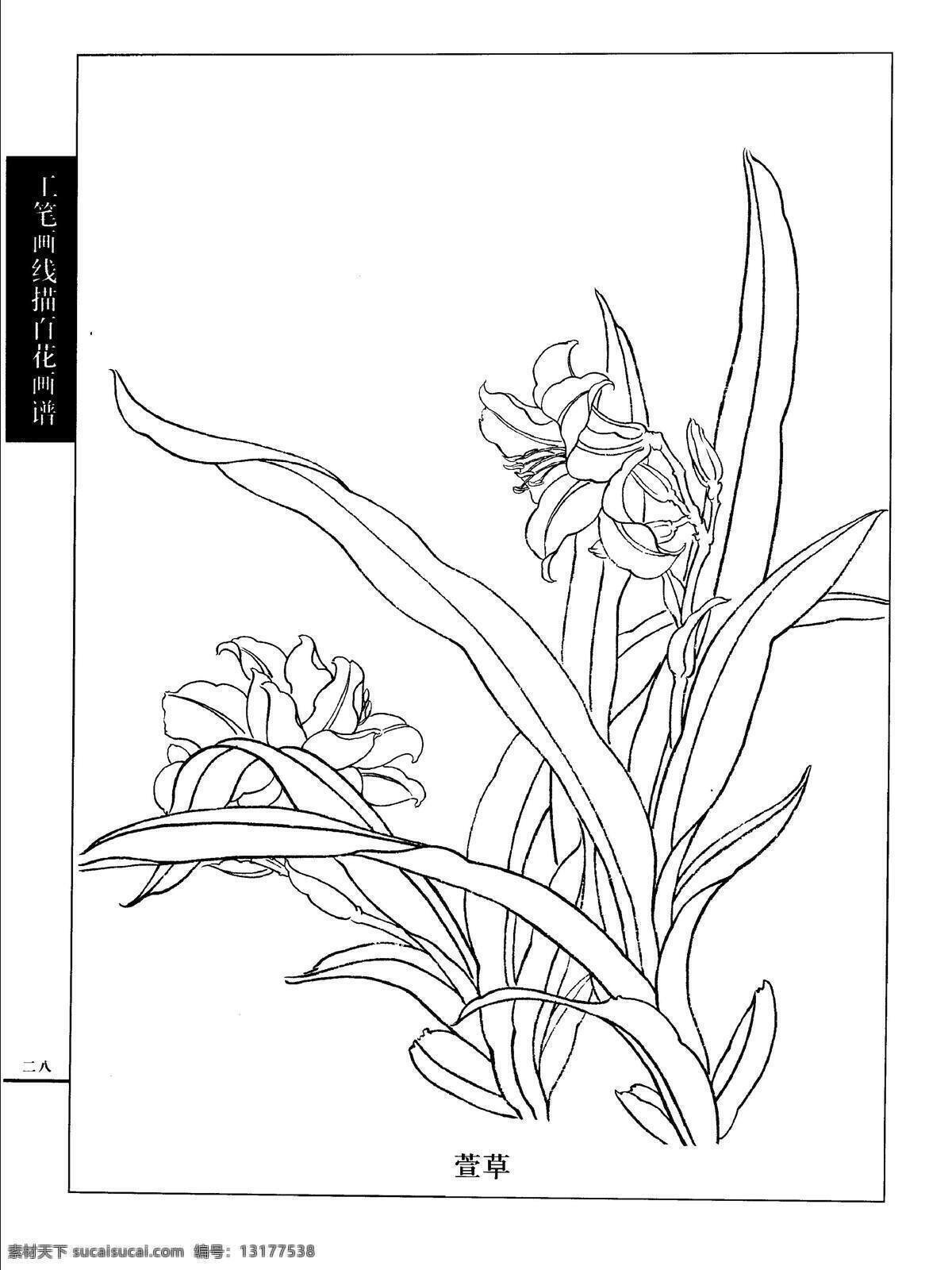 工笔画 线描 百花 画谱 萱草 白描 国画 唯美 工笔 花鸟 图谱 绘画书法 文化艺术