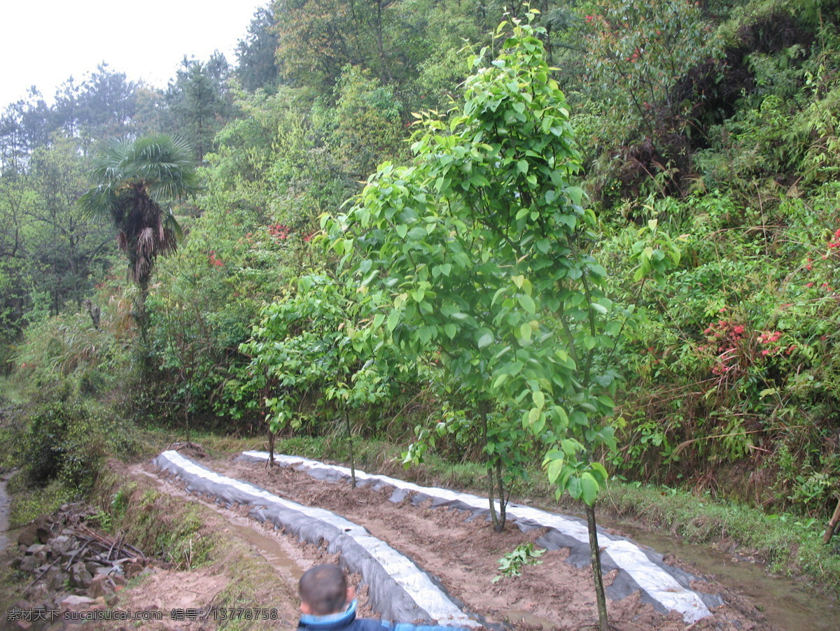 梨树 春天 果树 果园 绿色 农田 生物世界 水果 棕榈树 果树栽培 psd源文件