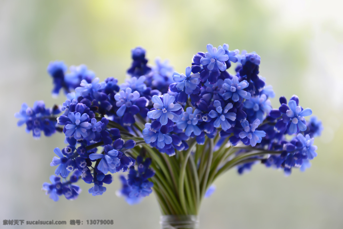 勿忘我 花朵 花 紫色的花 捧花 摄影素材 自然景观 自然风景