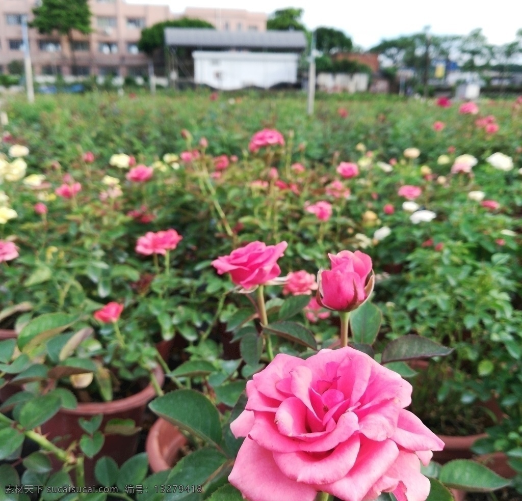 玫瑰花 花圃 花卉 花草 花朵 鲜花 花园 花场 玫瑰园 月季花 生物世界