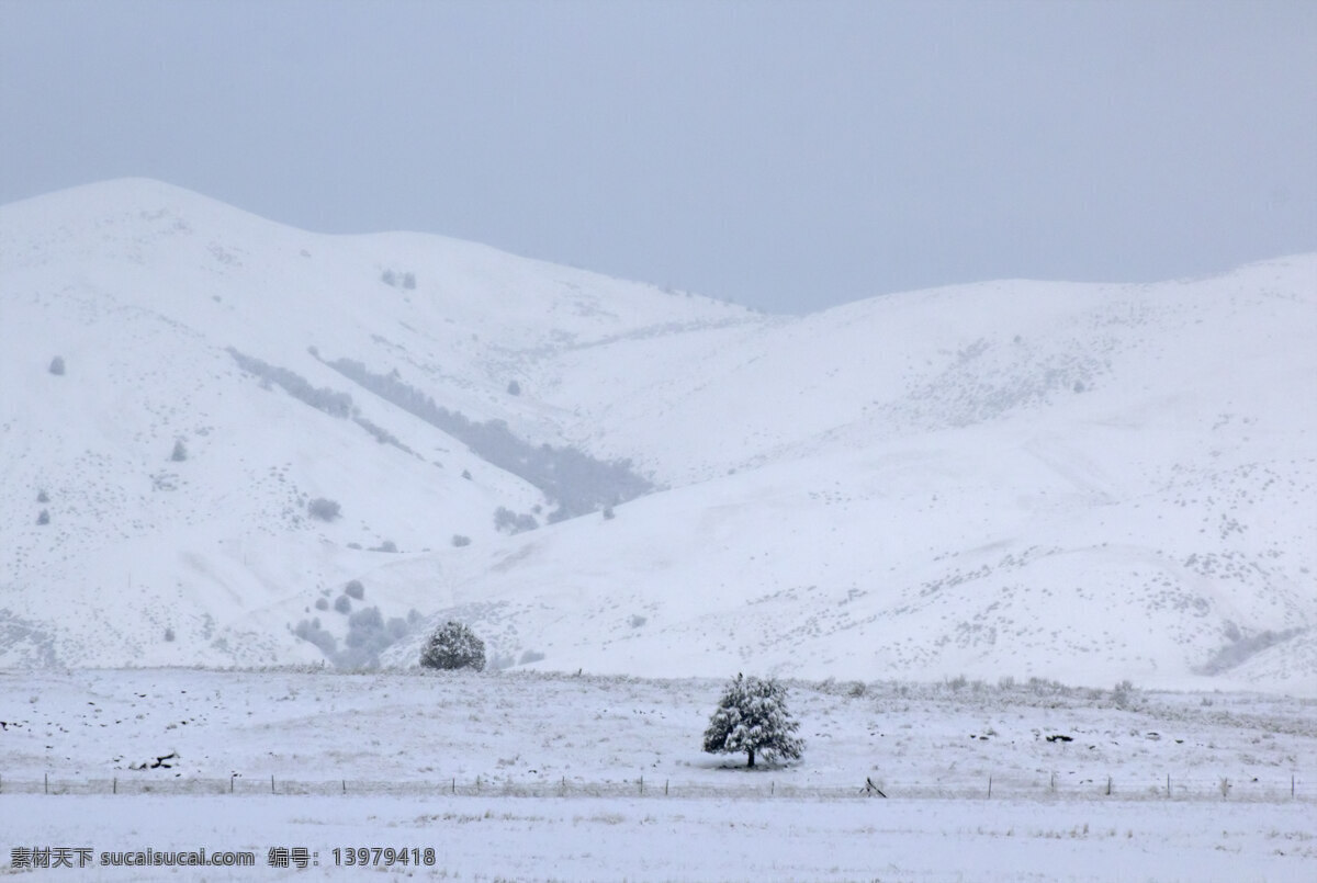 孤独 雪 树 土地 生物世界