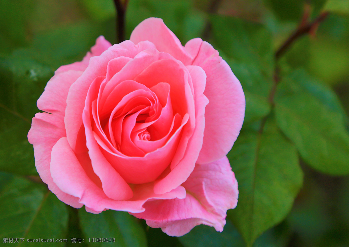 玫瑰花 玫瑰 红玫瑰 粉玫瑰 粉红色 花朵 壁纸 植物 特写 花瓣 花枝 花心 绿叶 叶子 叶片 花叶