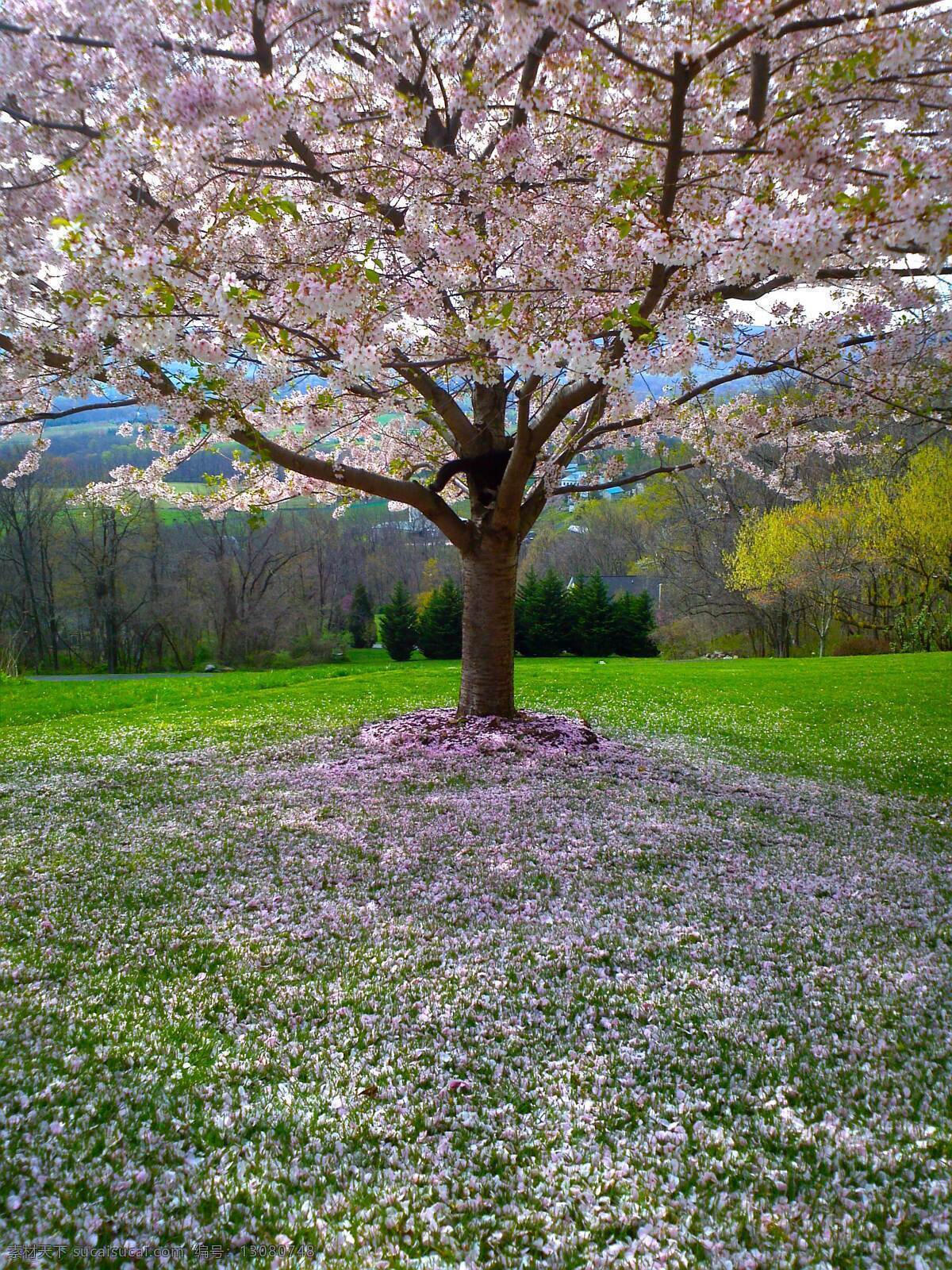 樱花树 花开 春天 植物 粉色 樱花 风景 自然景观 自然风景