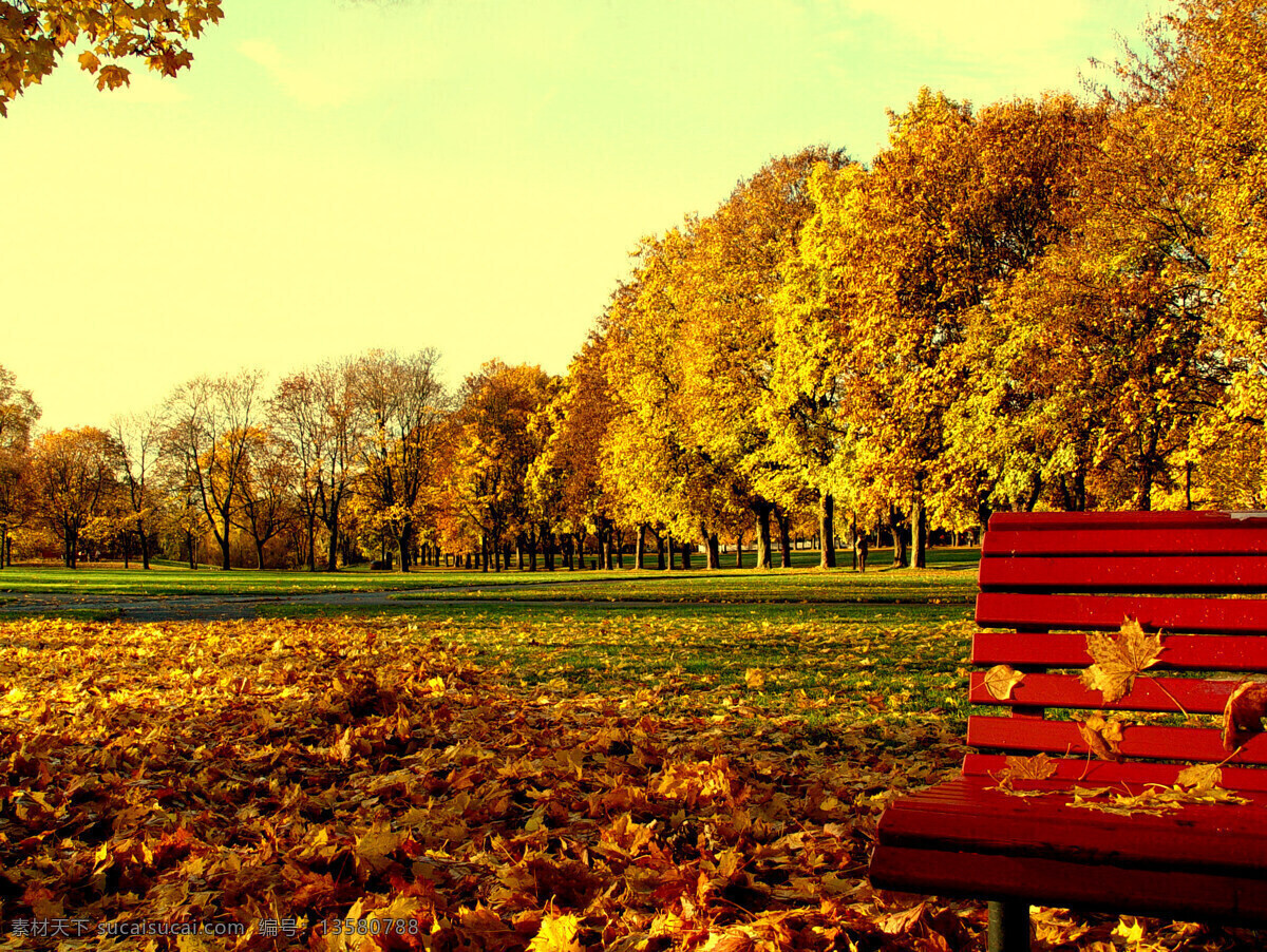 秋色迷人背景 秋天 金色秋天 枫树 枫叶 秋景 秋色迷人 风景图片 自然风景 自然景观 黄色