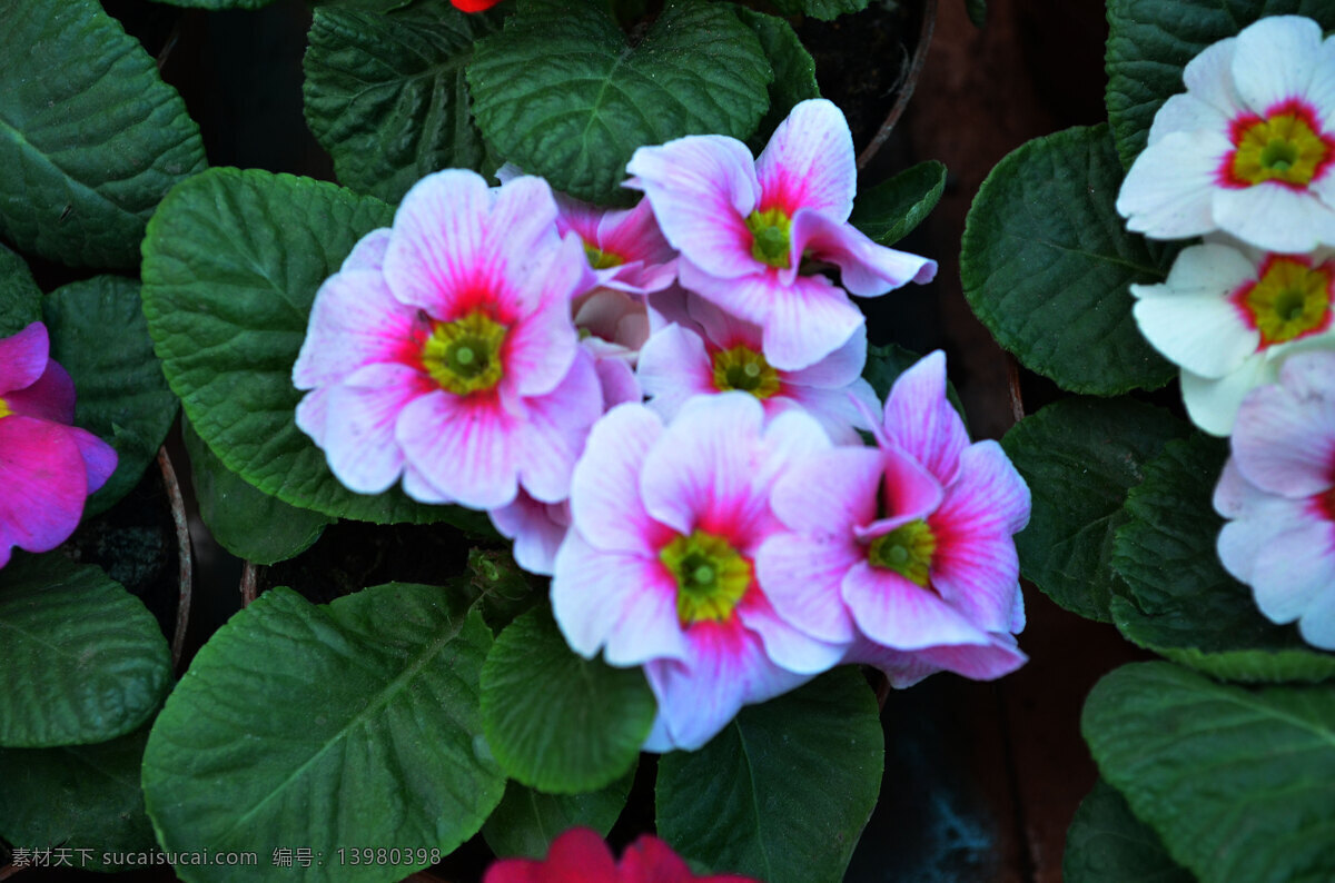 报春花 粉白花 花芯 绿叶 花草 生物世界