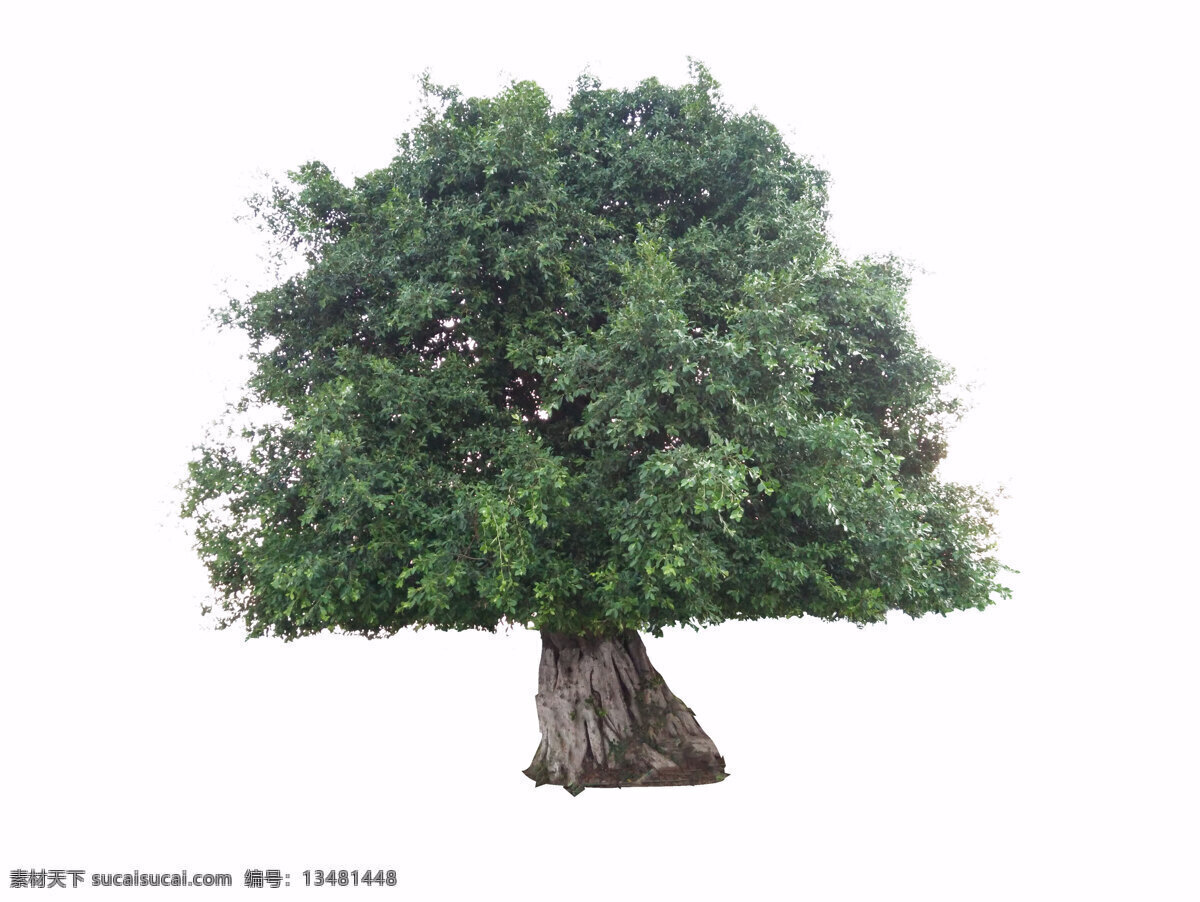 苍天大树 大树 树 海报 广告 地产 房地产 绿色 白色背景 树木 参天大树 生物花草树木 生物世界 树木树叶