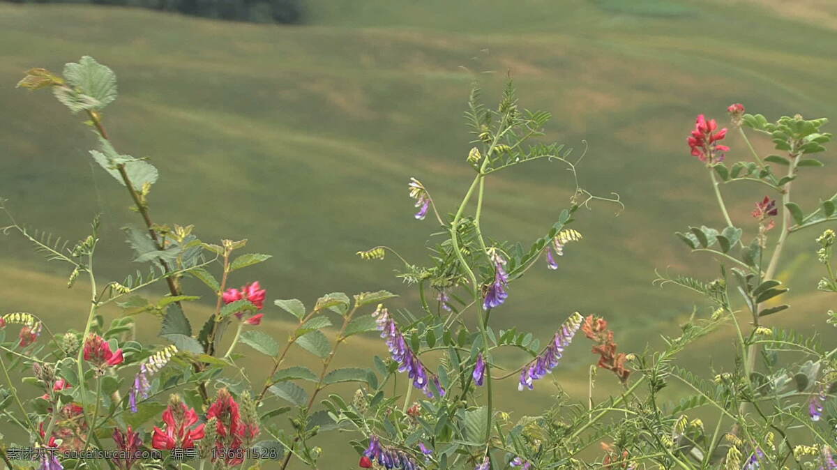 托斯卡纳 野花 景观 变焦 股票 视频 红色 视频免费下载 意大利 佛罗伦萨 领域 具 其他视频