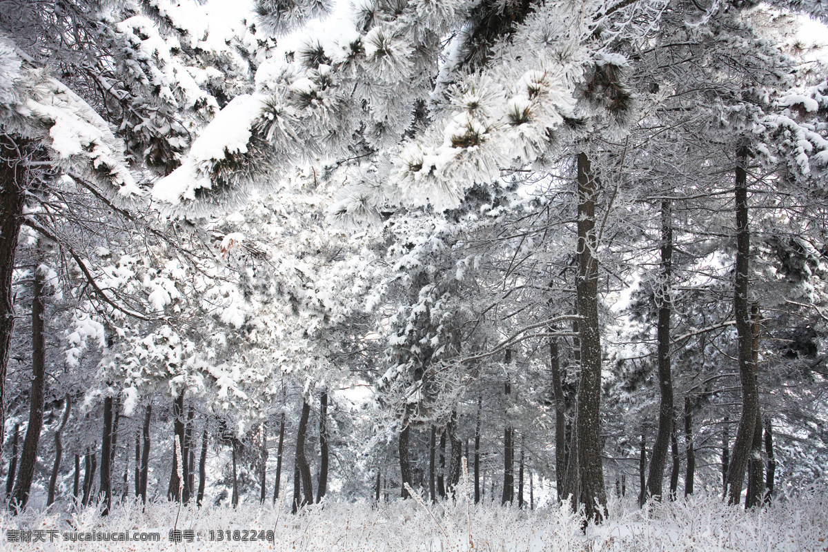 冬景 树林 雪 冰 冰树林 冰晶 冰景 自然景观 自然风景