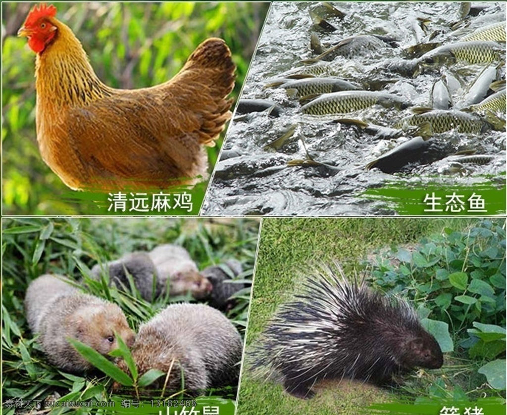 林场动物养殖 动物养殖 清远麻鸡 生态鱼 山竹鼠 分层