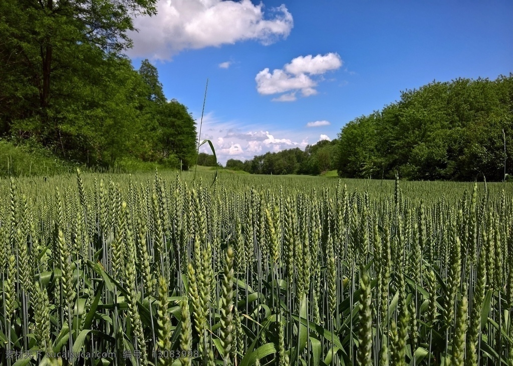 春季 麦子 麦子地 春天 自然景观 自然风景