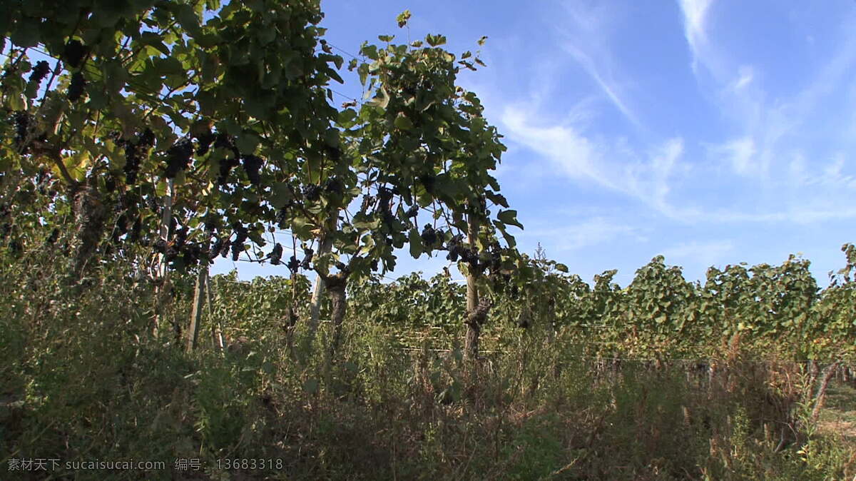 黑森林 葡萄 放大 股票 录像 变焦 德国 酒 葡萄园 视频免费下载 水果 康斯坦斯 行 其他视频