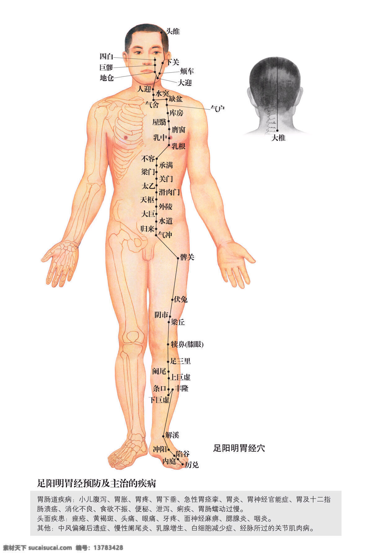 足 阳明 胃 穴位 人体穴位 穴位图 人体穴位图 人体结构图 穴位挂画 人体挂画