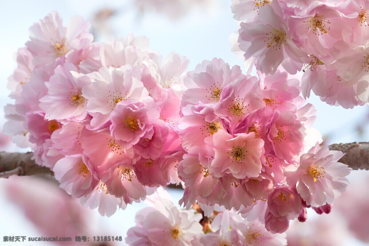 唯美 樱花 景色