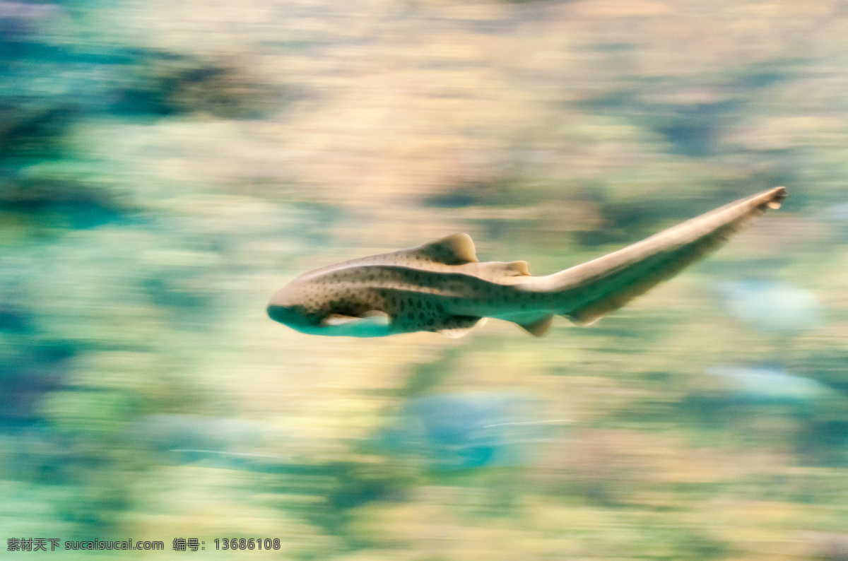 鲨鱼 虎鲨 海洋馆 飞快游动 海洋生物 生物世界