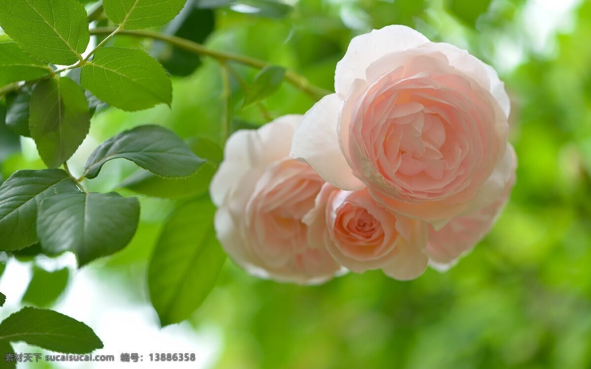 鲜花 鲜花背景 高清鲜花 花 花背景 唯美 唯美背景 花朵 玫瑰 rose 石榴花 芙蓉花 荷花 栀子花 山茶花 茶梅花 桃花 樱花 杏花 梨花 月季花 玫瑰花 茉莉花 蔷薇花 迎春花 海棠花 兰花 桂花 菊花 梅花 丁香花 金银花 凌霄花 水仙花 那些花儿 生物世界 花草