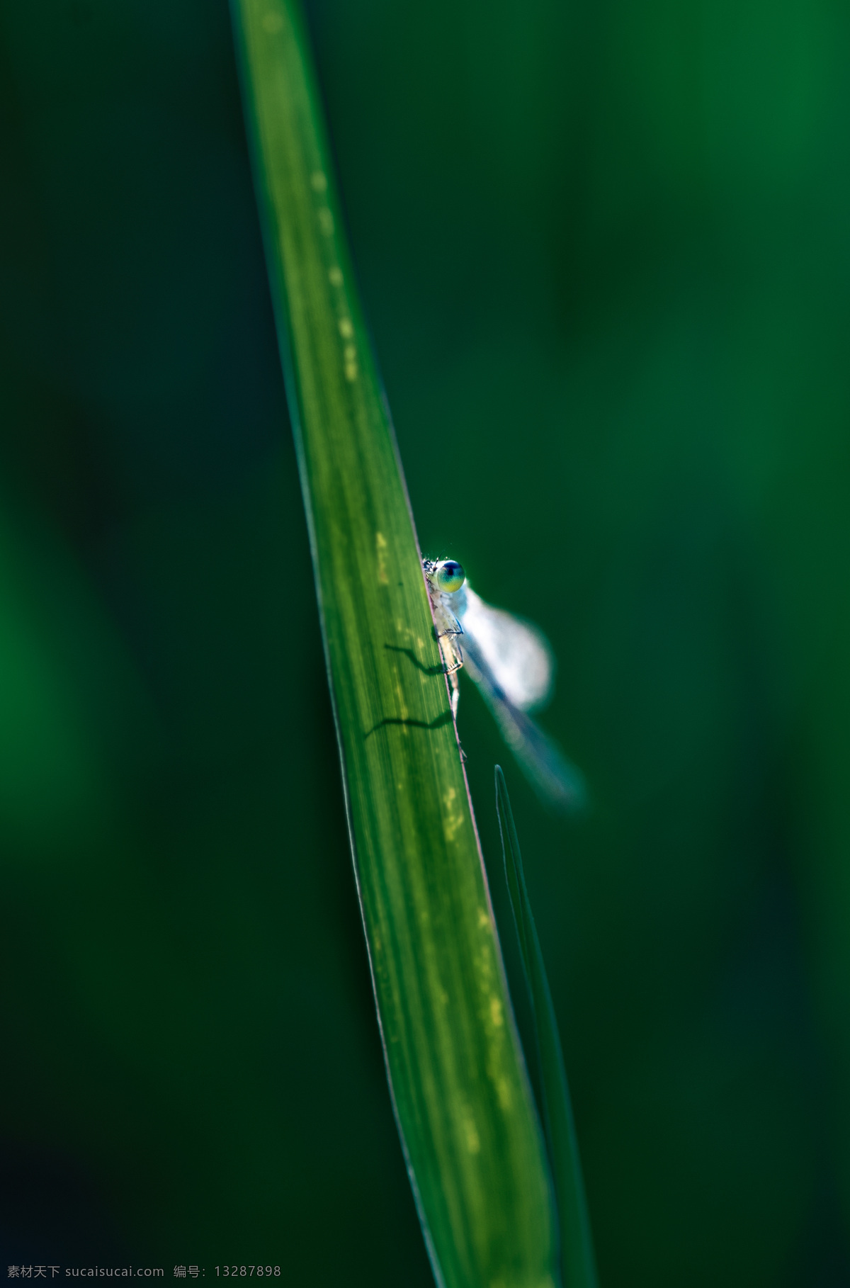 豆娘 昆虫 微距 自然 生态 生物世界