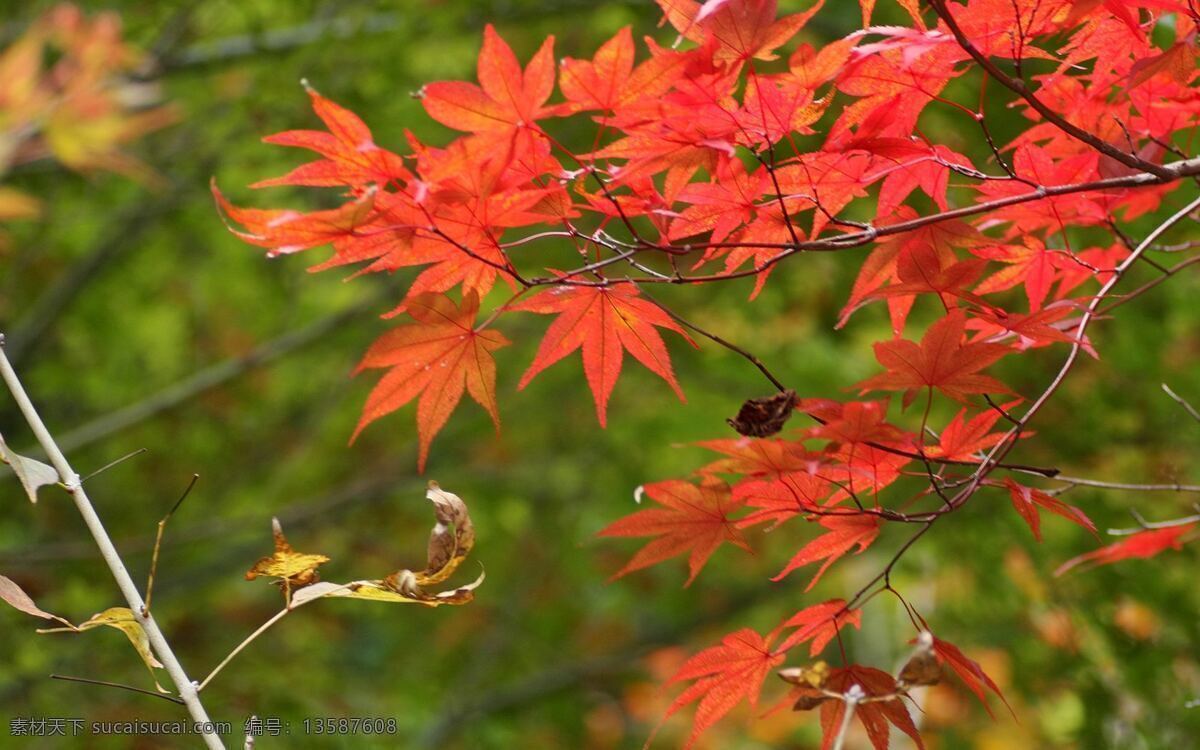 唯美秋季枫叶 唯美 秋季 枫叶 秋天 秋日 风景 生物世界 树木树叶