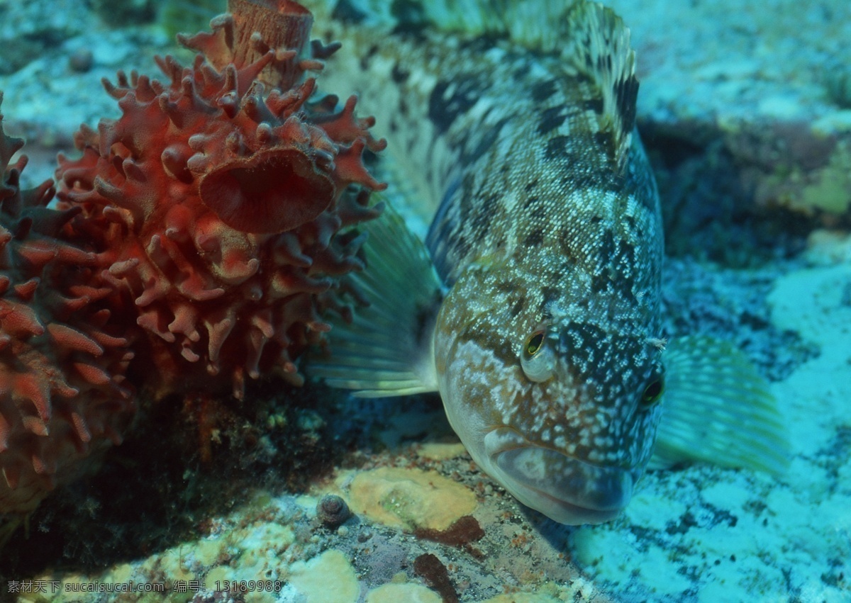 海洋生物 海底世界 海洋 礁石 生物世界 鱼 鱼类 珊蝴礁石 珊蝴 海底景色