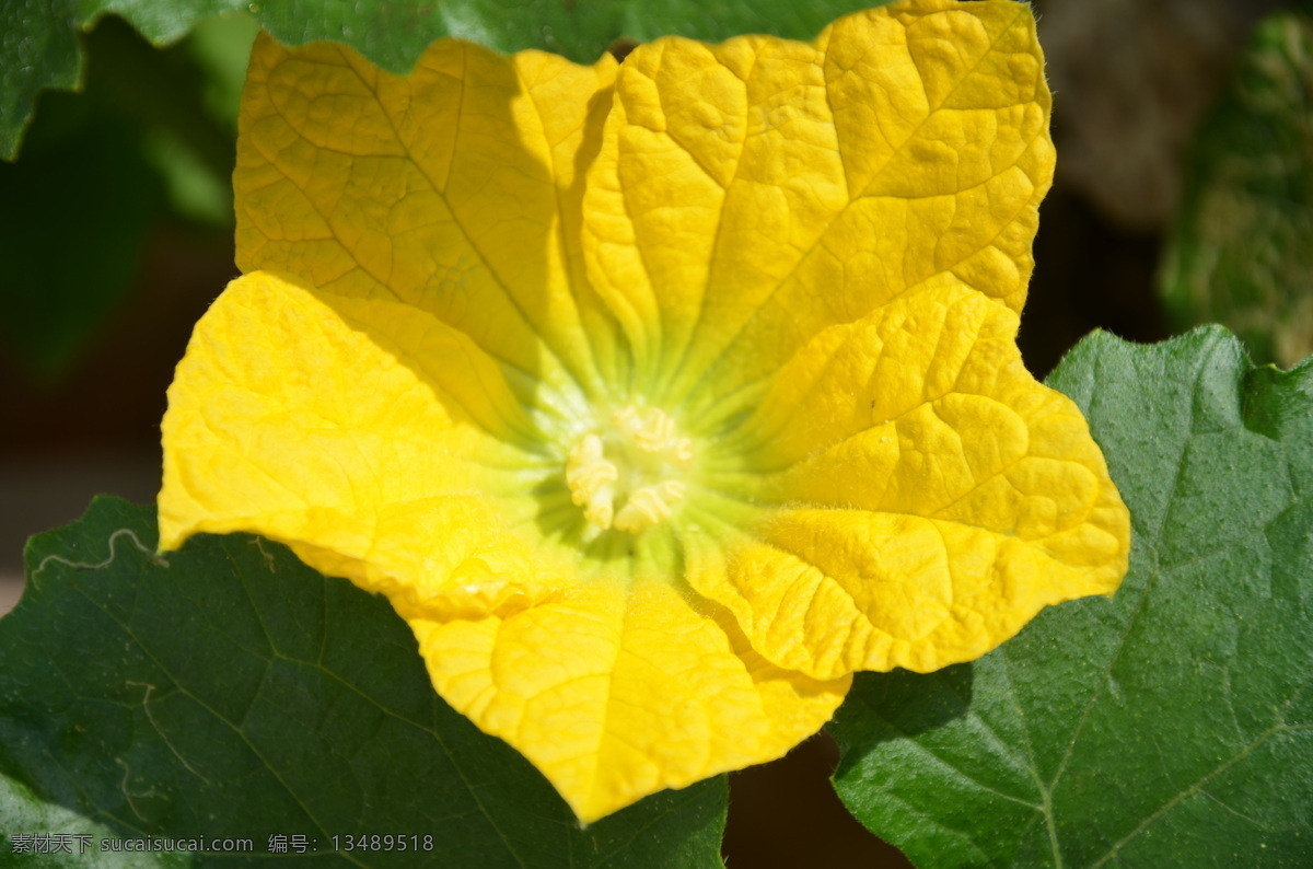 拉 瓜 花 黄色 生物世界 蔬菜 蔬菜花 拉瓜花 拉瓜 单瓣 花大 平展 一朵 风景 生活 旅游餐饮