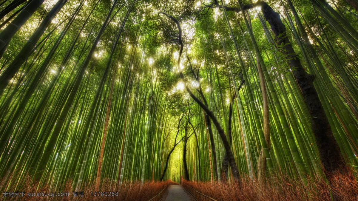 原始森林 树林 大树 树木 树叶 自然景观 自然 大自然 树林风景 树木树叶 树干 阳光照射 森林树干 自然风景 旅游摄影
