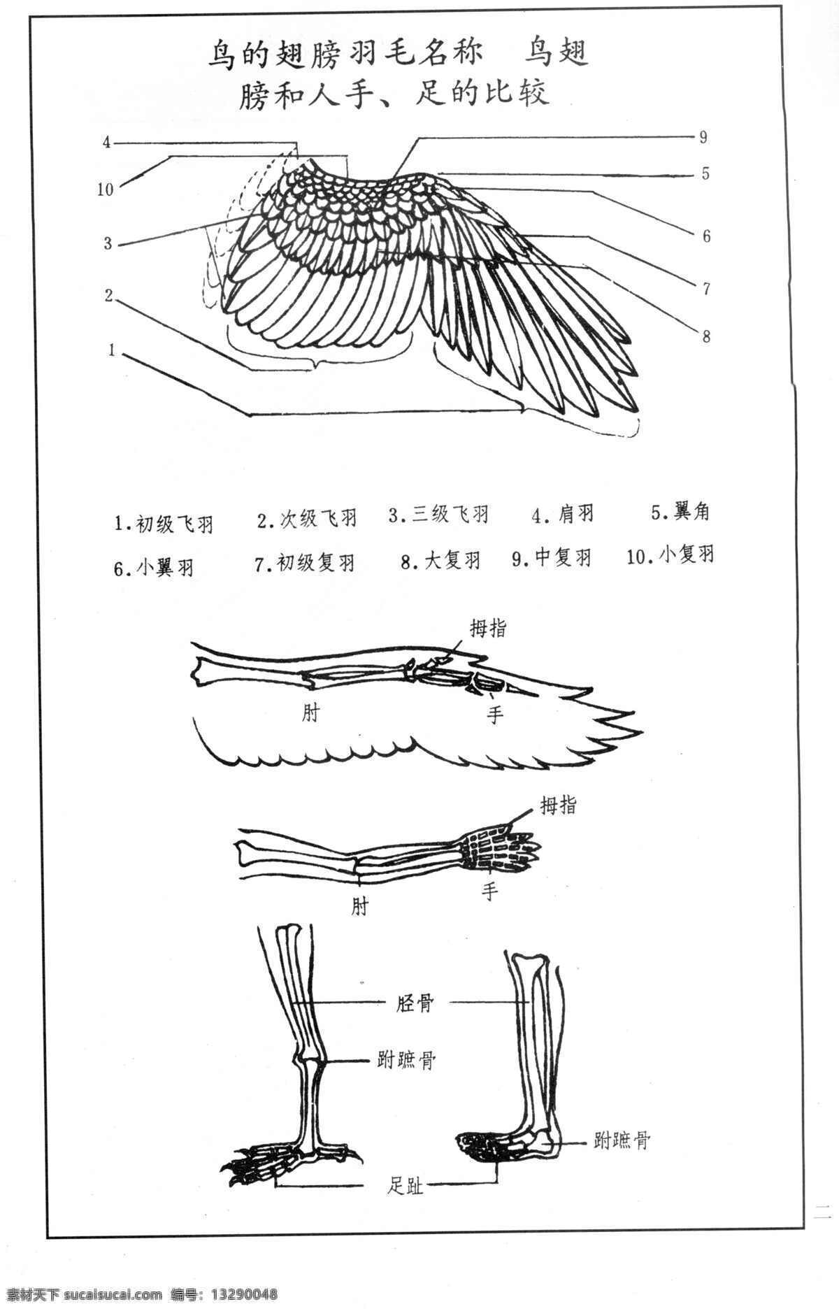 鸟 翅膀 羽毛 名称 百鸟 百鸟图 百鸟谱 鸟类 鸟兽 花鸟 小鸟 白描 线描 黑白稿 绘画 工笔花鸟 工笔 王满良 梁熔 美术 美术出版社 生物世界 设计图库