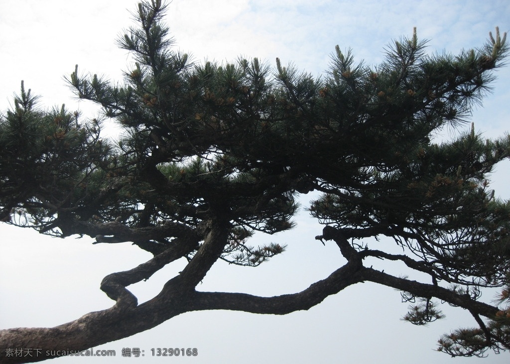 黄山 植被 壮观 景观 险峻 云海 云雾 俯瞰 迎客松 松树 苍劲 植物 树 风景摄影 自然景观 山水风景