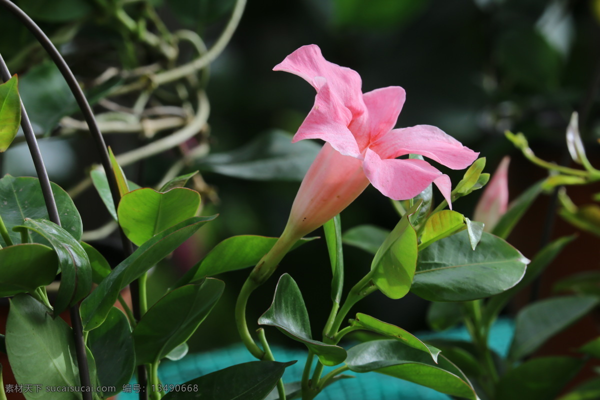 飘香藤 红皱藤 双腺藤 双喜藤 文藤 红蝉花 藤本植物 观赏花卉 花瓣 花朵 花儿 花草 花卉 植物 绿化景观 花卉大观园 生物世界