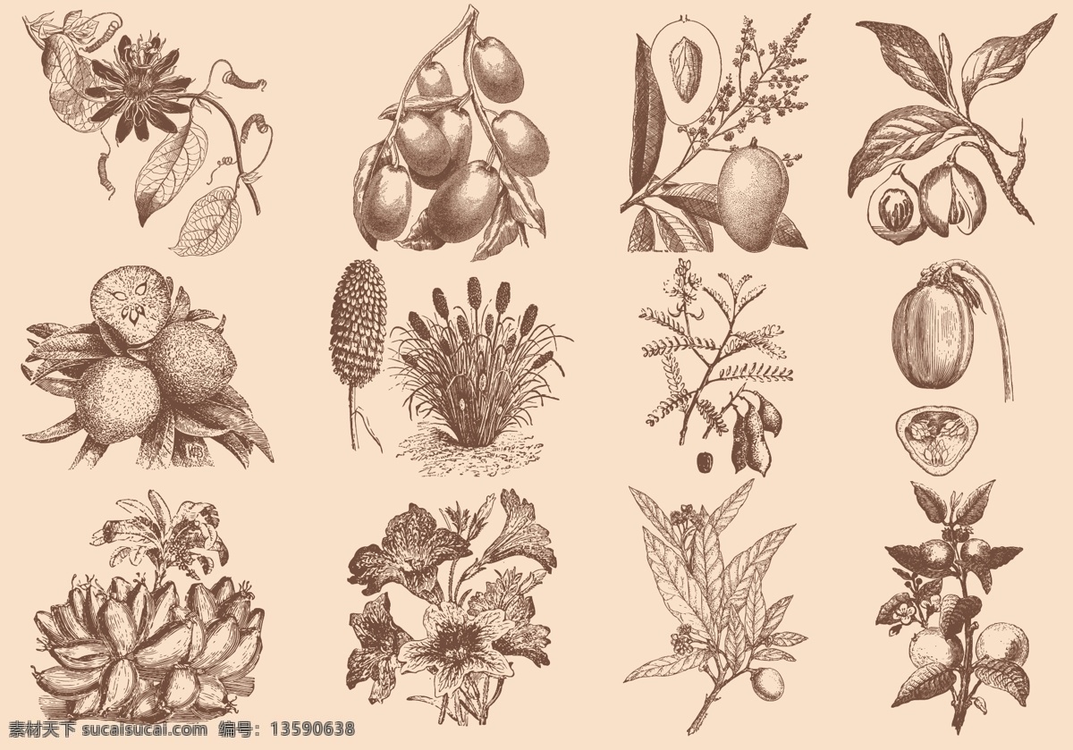 水果 手绘水果 芒果 手绘芒果 插画 水果插画 果实 文化艺术 绘画书法