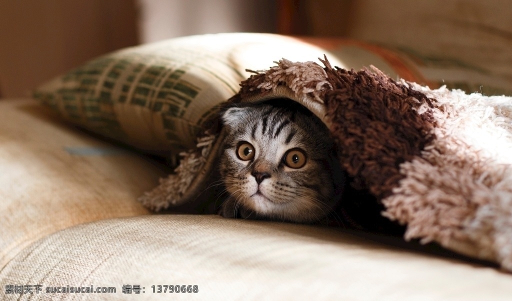 躲 毛毯 下面 探头 小猫 家猫 探头的小猫 毛毯下的猫 害怕的猫 猫猫 害羞的猫 猫咪 壁纸 图库猫狗宠物 生物世界 家禽家畜