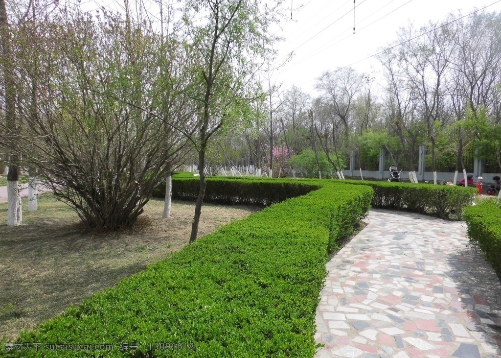 榆树墙 春天 绿树 小道 小路 树 自然景观 风景名胜