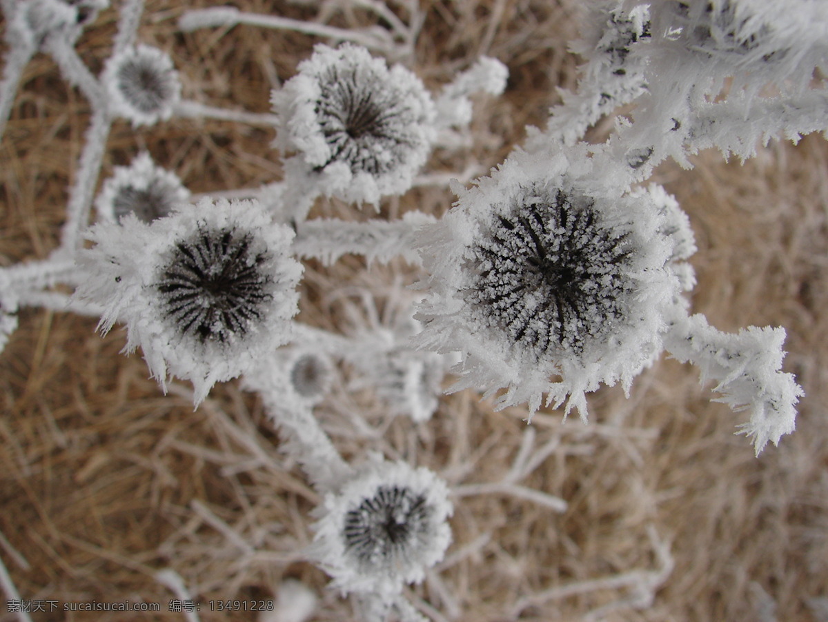 雪覆盖的野草 雪 植物 田园风光 自然景观