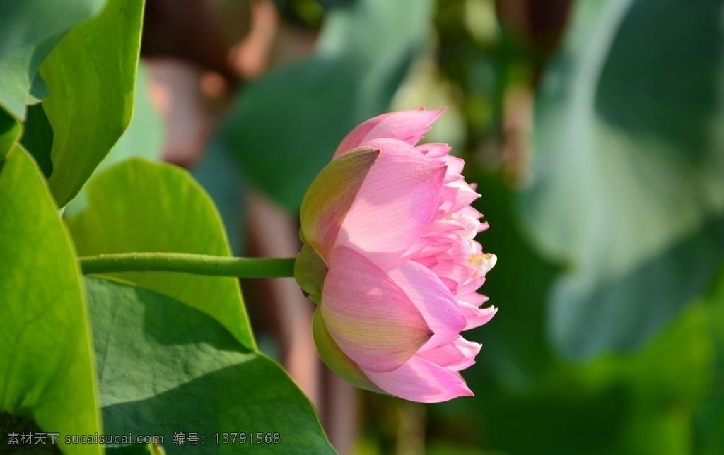 荷花 花 夏天 漂亮 背景 风景 生物世界 花草