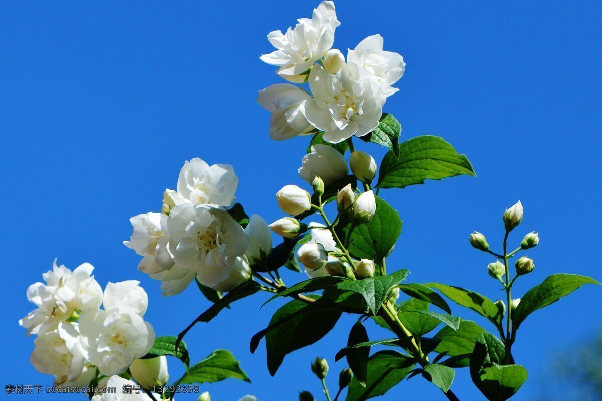 茉莉花 茉莉 鲜花 花朵 观赏花卉 花之物语 花艺 花卉 花圃 苗圃 生物世界 花草