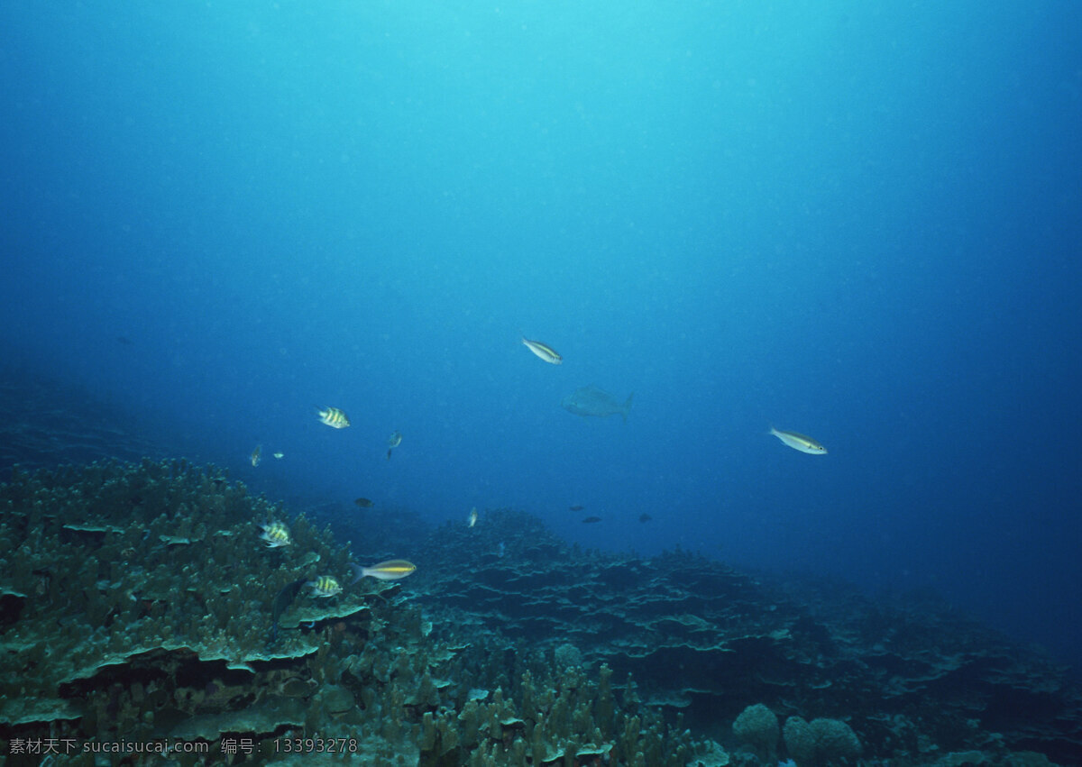 海底世界图片 自然风景 自然风光 自然景观 海水 海洋 珊瑚 海底世界 海洋生物 海底 潜水 海藻 各种鱼类 摄影图库