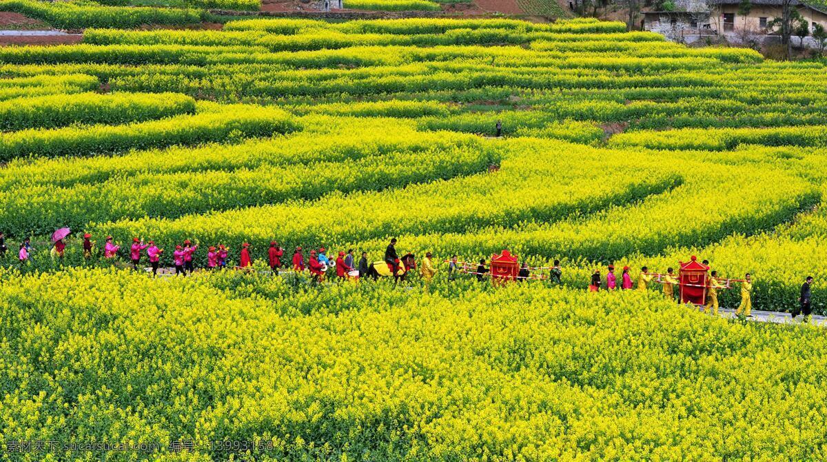 油菜花 花轿 菜花 梯田 田园风光 自然景观