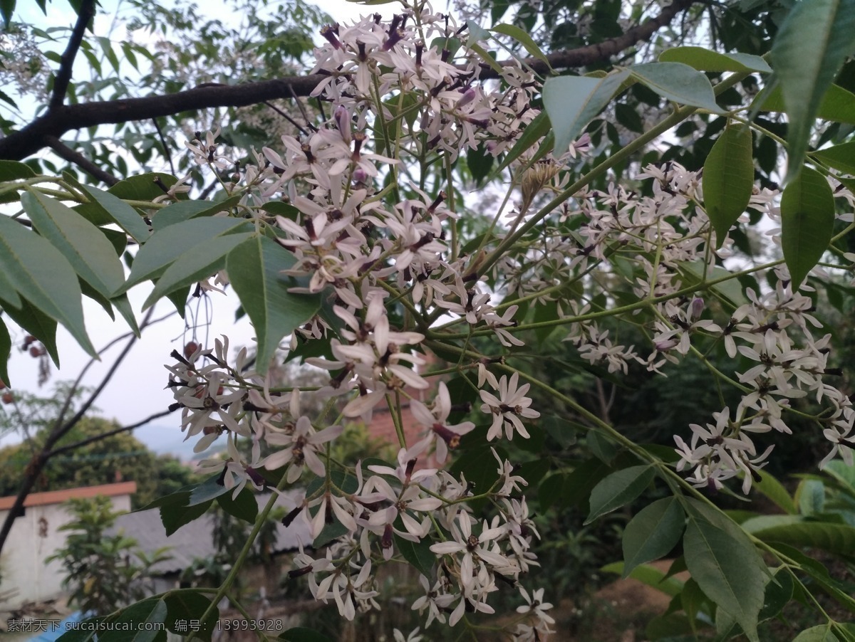 春天 苦楝花 苦楝树 楝树花 淡紫色 花朵 抓拍 花草 生物世界