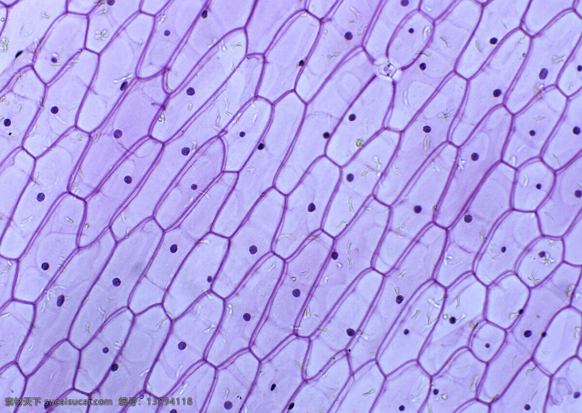 蓝色斑点细胞 细胞结晶图片 蓝色 斑点 细胞 微观世界 细胞单元 结晶