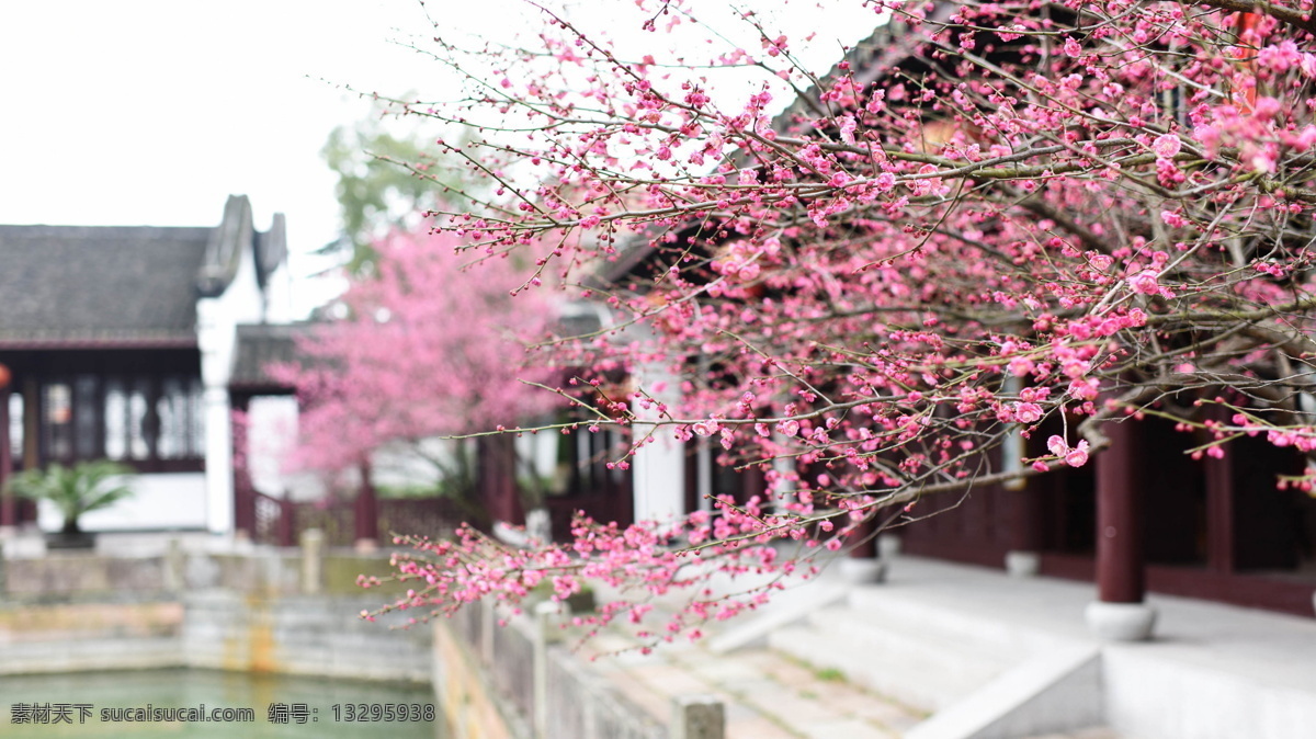 桃花园 海棠花 野菊花 花朵 花海 花蕾 花园 春天 花蕊 公园景色 红花绿叶 花苞 含苞未放 植物 花草 园林 繁花似锦 杜娟花 映山红 山石榴 毛鹃 东鹃 夏鹃 蔷薇 秋海棠 植物花草 自然景观 自然风景 生物世界