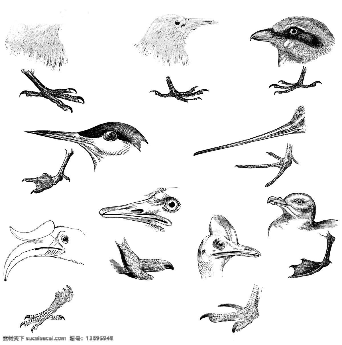鸟类 欧美 古典 线条 矢量 动物 库 欧洲古典素材 矢量素材 素描素材 线条素材 非 主流 矢量图 其他矢量图