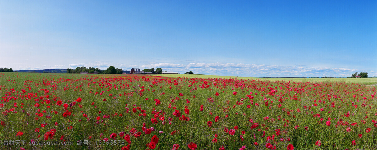 鲜花 风景摄影 宽幅风景 鲜花摄影 美丽风景 景色 美景 摄影图 旅游 旅游摄影 景点 旅游风景 山水风景 风景图片