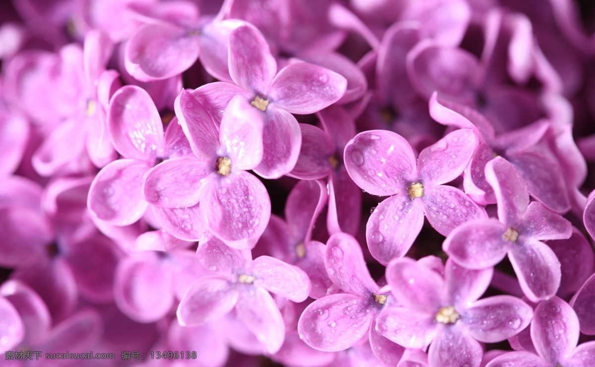紫丁香 丁香 百结 情客 龙梢子 紫色花朵 花卉 鲜花 花朵 花蕊 花片 花瓣 花心 花丛 花束 花蕾 花草 花草花丛 生物世界