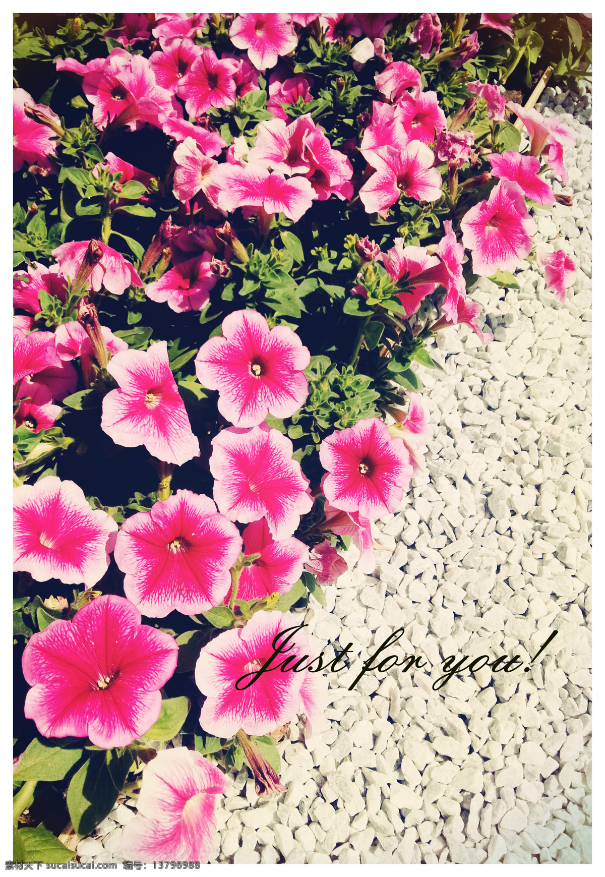 高清 牵牛花 春天 红花 花 花草
