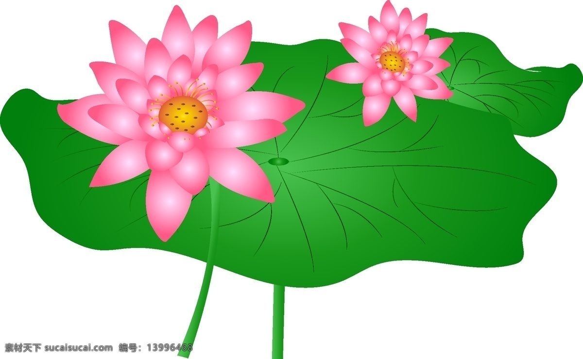 手绘 卡通 粉色 荷花 花 国画 水墨画 中国风荷花 荷花花瓣 中秋荷花 工笔荷花 荷花简笔画 荷花鲤鱼