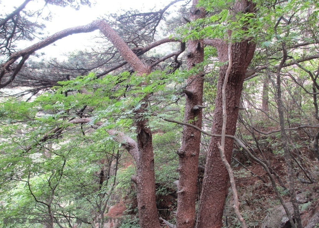 黄山风景区 黄山 松树 大山 植物 景区 旅游景区 生物世界 树木树叶